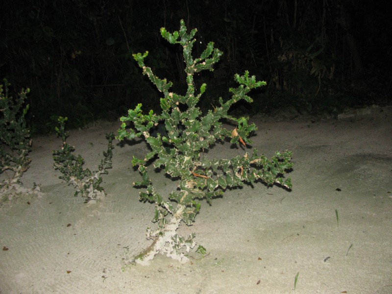 Dominican Republic 149.jpg